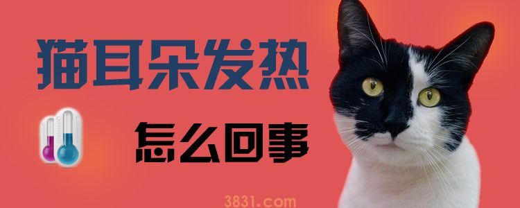 猫耳朵发热怎么回事(图1)