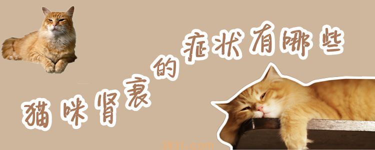猫咪肾衰的症状有哪些(图1)