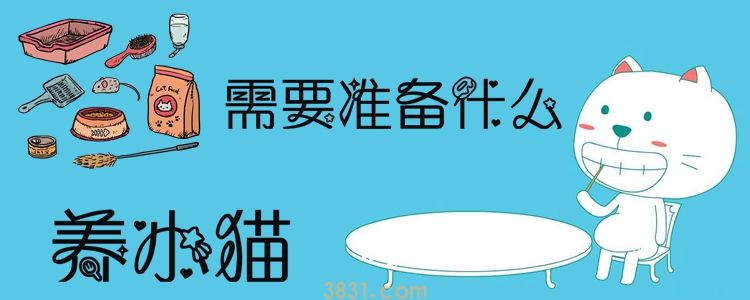 养小猫需要准备什么(图1)