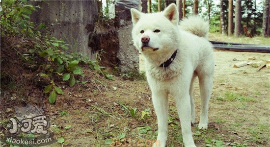 狗狗驱虫重要吗 如何正确的使用狗狗的驱虫药(图1)