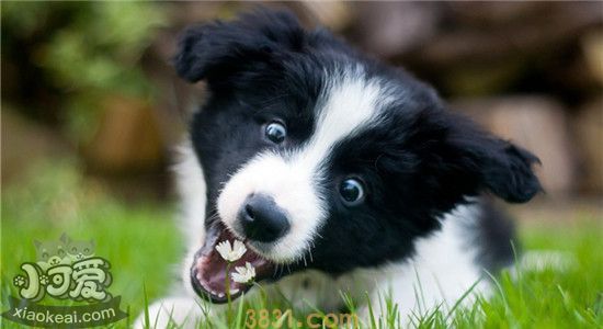 狗狗驱虫重要吗 如何正确的使用狗狗的驱虫药(图2)