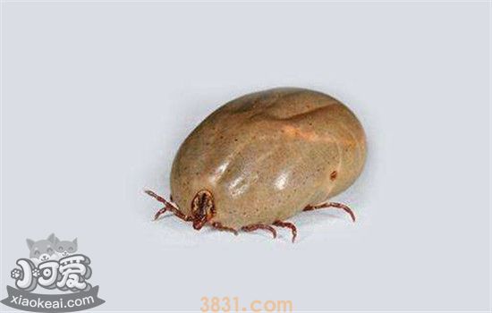 什么是蜱虫 狗狗要如何预防蜱虫(图1)