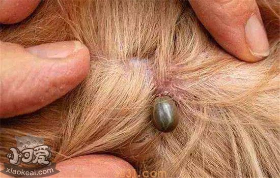 什么是蜱虫 狗狗要如何预防蜱虫(图2)