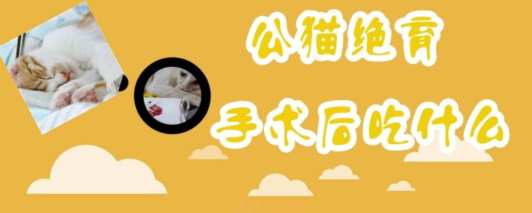 公猫绝育手术后吃什么(图1)