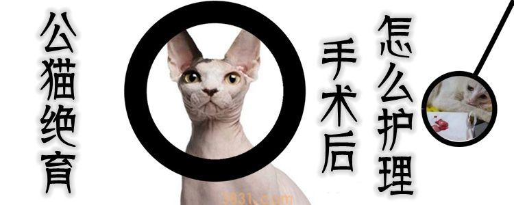 公猫绝育手术后怎么护理(图1)