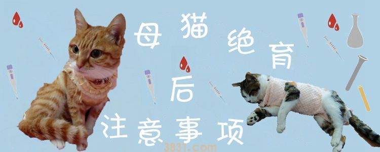 母猫绝育后注意事项(图1)