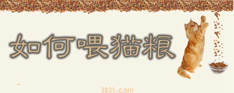 如何喂猫粮(图1)