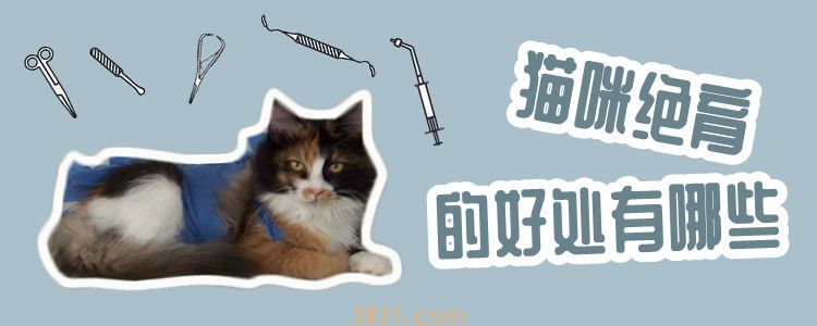 猫咪绝育的好处有哪些(图1)