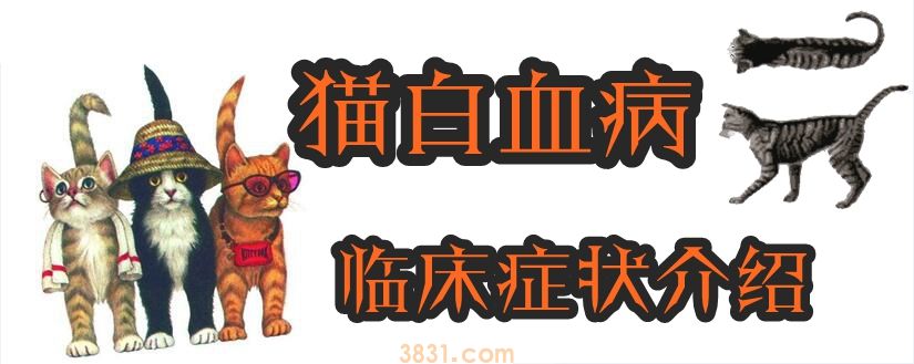 猫白血病临床症状介绍(图1)