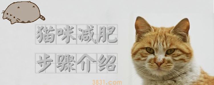 猫咪减肥步骤介绍(图1)