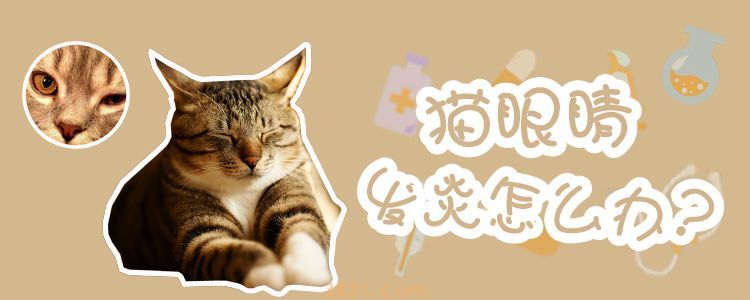猫眼睛发炎怎么办(图1)