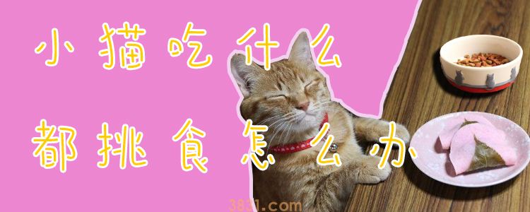 小猫吃什么都挑食怎么办(图1)