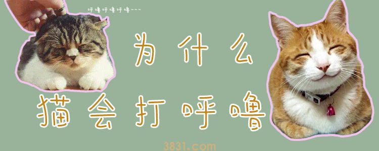 为什么猫会打呼噜(图1)