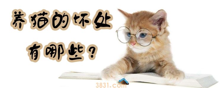 养猫的坏处有哪些(图1)