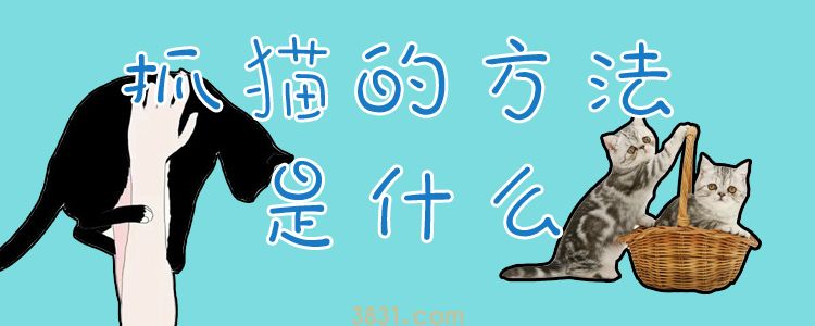 抓猫的方法是什么(图1)