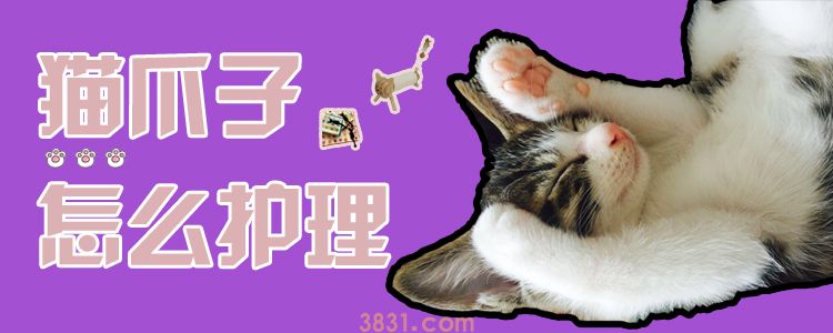 猫爪子怎么护理(图1)