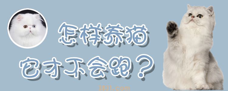 怎样养猫它才不会跑(图1)