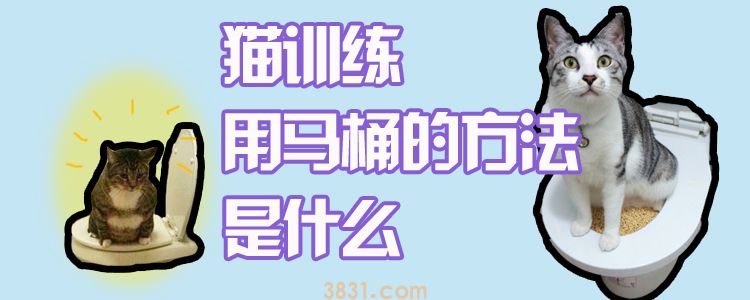 猫训练用马桶的方法是什么(图1)