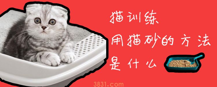 猫训练用猫砂的方法是什么(图1)