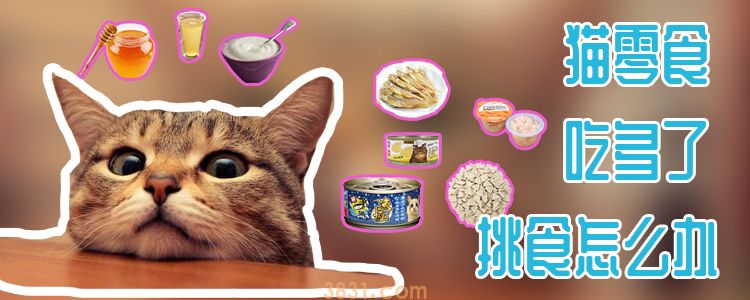 猫零食吃多了挑食怎么办(图1)