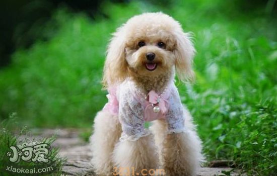 世界上最“危险”的犬种 世界上危险的犬种你中招了吗?(图1)