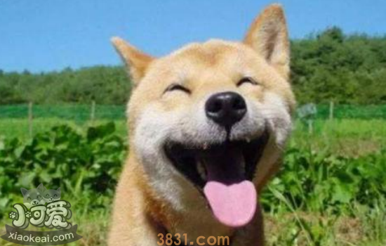世界上最“危险”的犬种 世界上危险的犬种你中招了吗?(图3)