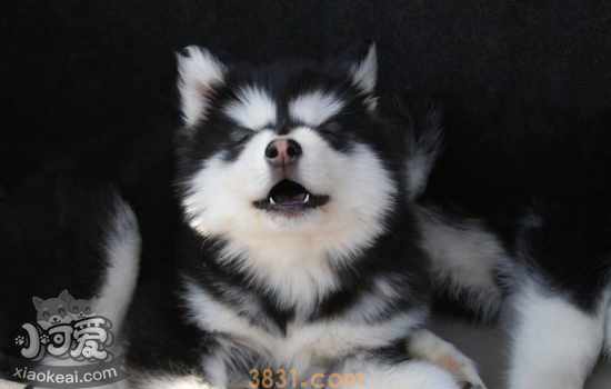 世界上最“危险”的犬种 世界上危险的犬种你中招了吗?(图4)