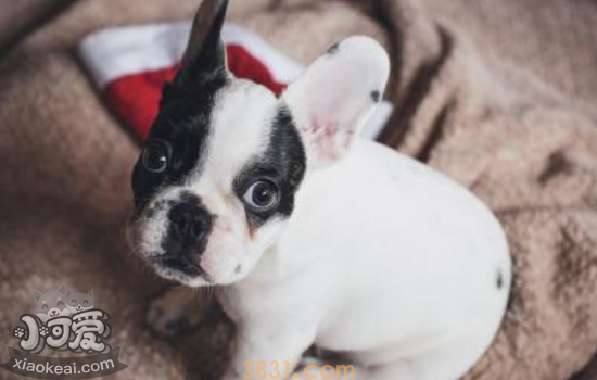 世界上最“危险”的犬种 世界上危险的犬种你中招了吗?(图5)