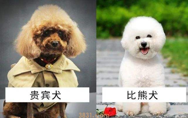 比熊和贵宾是一个品种吗 它们有啥区别吗(图2)