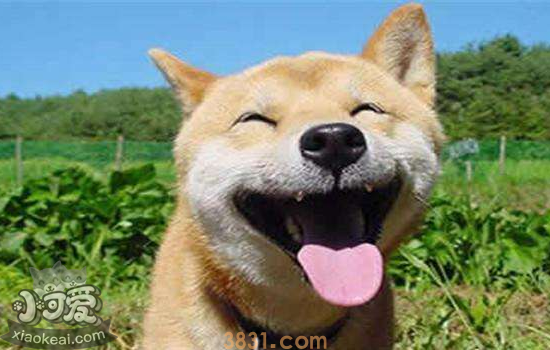 柴犬舌头有黑斑 是生病了吗(图1)