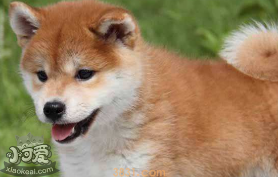 柴犬舌头有黑斑 是生病了吗(图2)