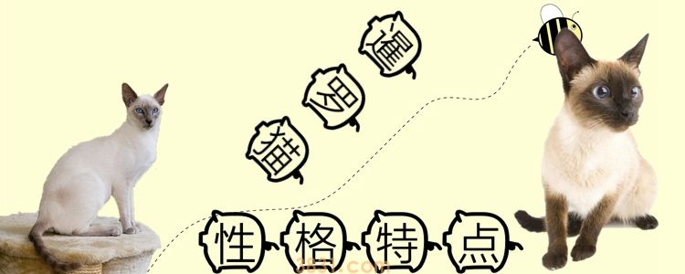 暹罗猫性格特点是什么(图1)