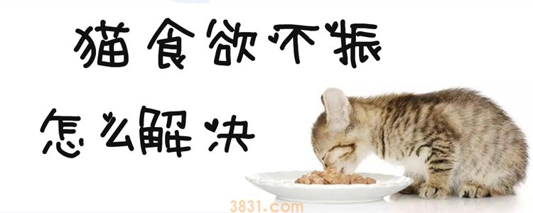 猫食欲不振怎么解决(图1)