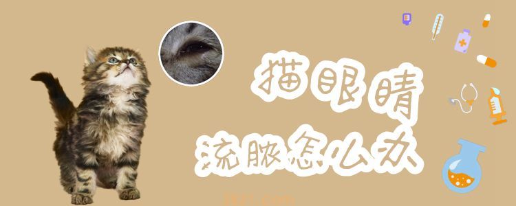 猫眼睛流脓怎么办(图1)