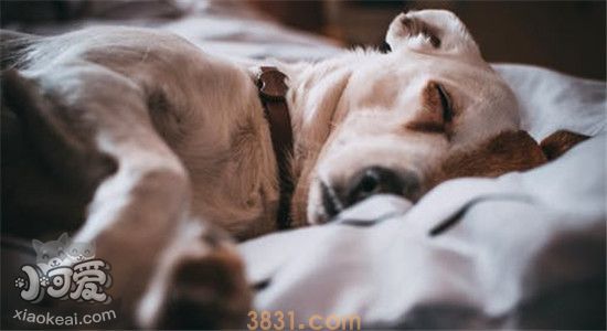 狗为什么喜欢跟主人睡 狗和主人睡的原因你知道了吗(图1)