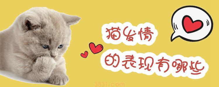 猫发情的表现有哪些(图1)