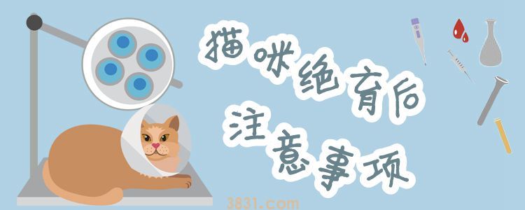 猫咪绝育后注意事项(图1)