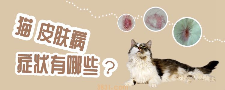 猫皮肤病症状有哪些(图1)