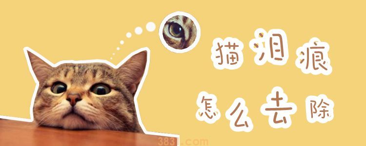 猫泪痕怎么去除(图1)
