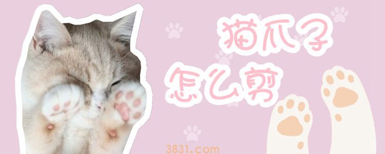 猫爪子怎么剪(图1)