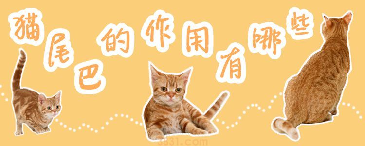 猫尾巴的作用有哪些(图1)