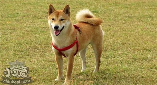 柴犬的优点你知道吗 养了柴犬之后就不想养别的狗子了(图1)