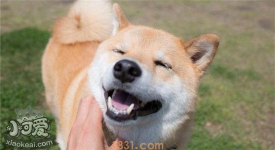 柴犬的优点你知道吗 养了柴犬之后就不想养别的狗子了(图2)
