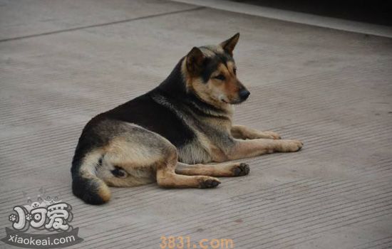中华田园犬的优点 你喜欢土狗吗(图1)