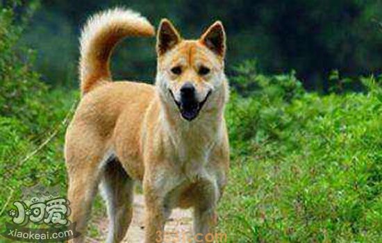 中华田园犬的优点 你喜欢土狗吗(图2)