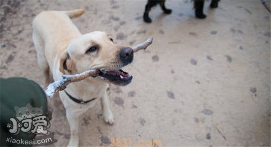 狗狗的五种睡姿 意味着什么你知道吗(图2)