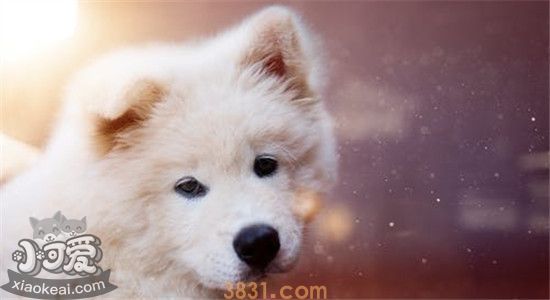 狗狗临时死前的表现 这五个症状出现就多陪陪它吧(图2)