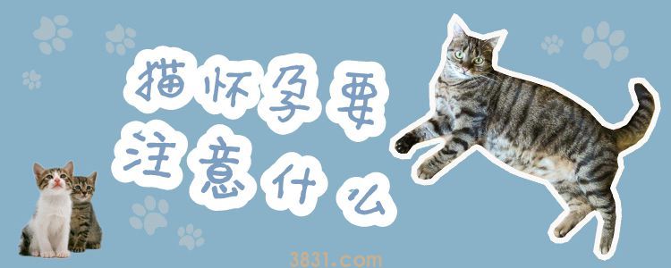 猫怀孕要注意什么(图1)