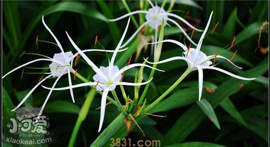 哪些植物对狗狗有毒 它们的有毒部位你知道吗(图1)