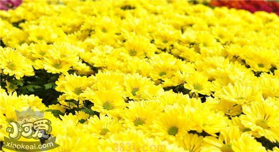 哪些植物对狗狗有毒 它们的有毒部位你知道吗(图3)